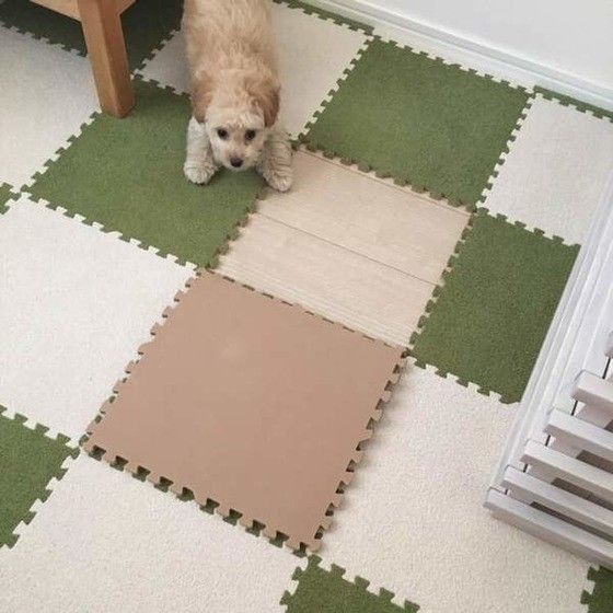 ミックス犬