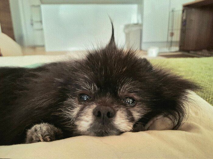 別の日のどん吉くん