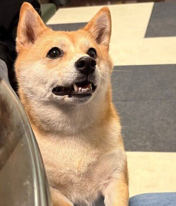 何かをねだるように見つめるぐりちゃん