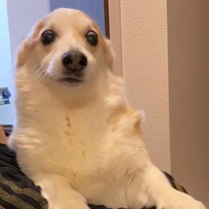 耳がぺたんとしたコーギー