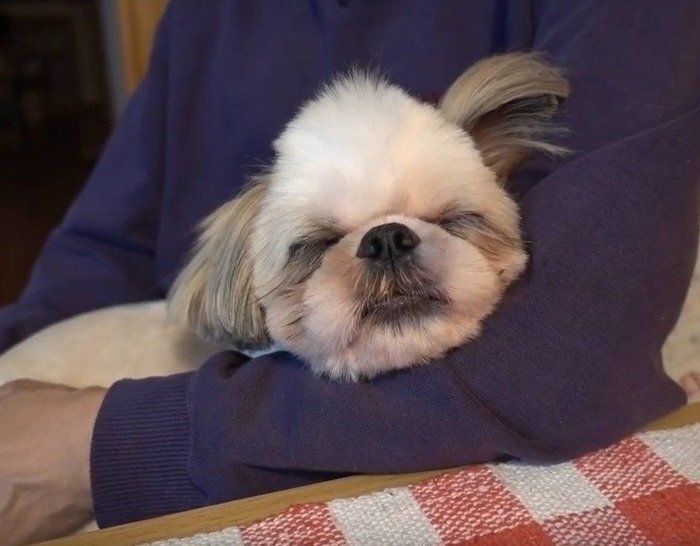 抱っこで寝る犬