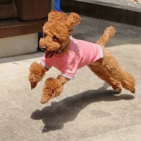 犬の免疫力を高めるためにできること