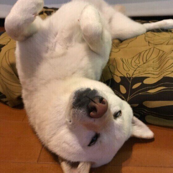 眠る柴犬