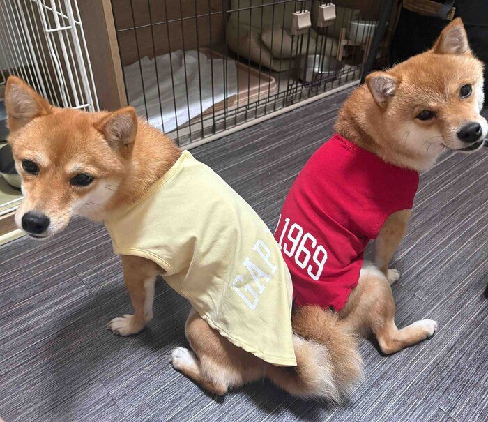 お揃いの服を着る2頭