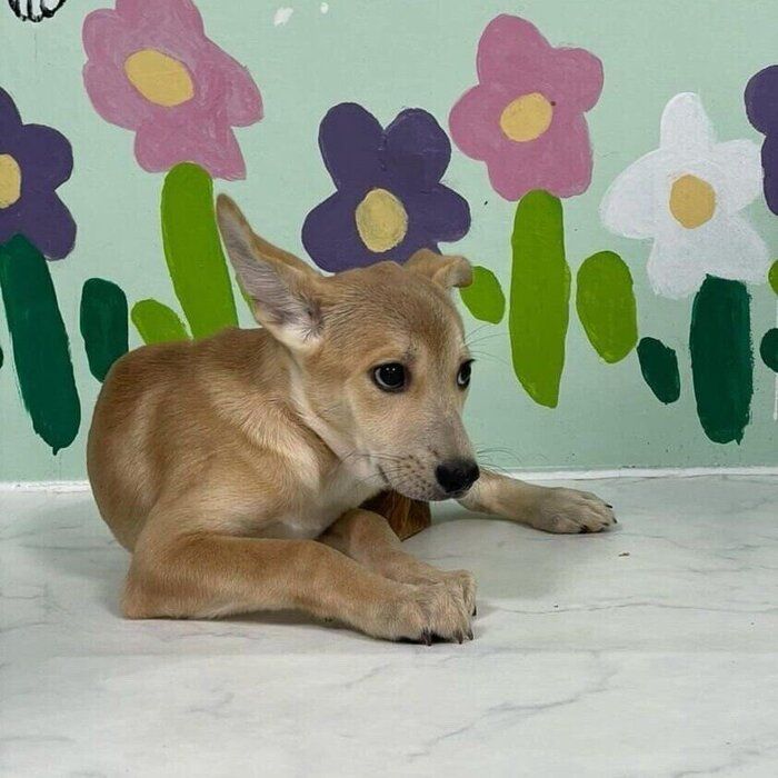 シェルターにいた頃のピッチちゃん