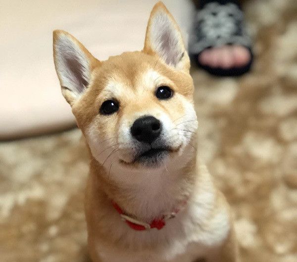 見つめる柴犬