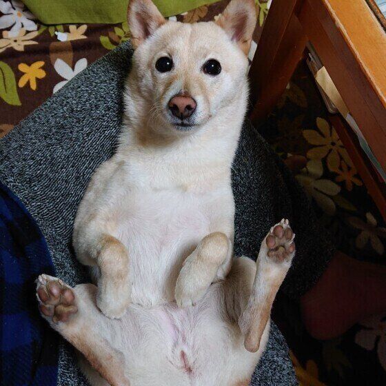 まったりする柴犬