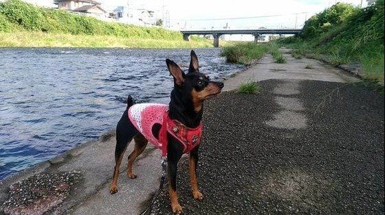 ミニピン