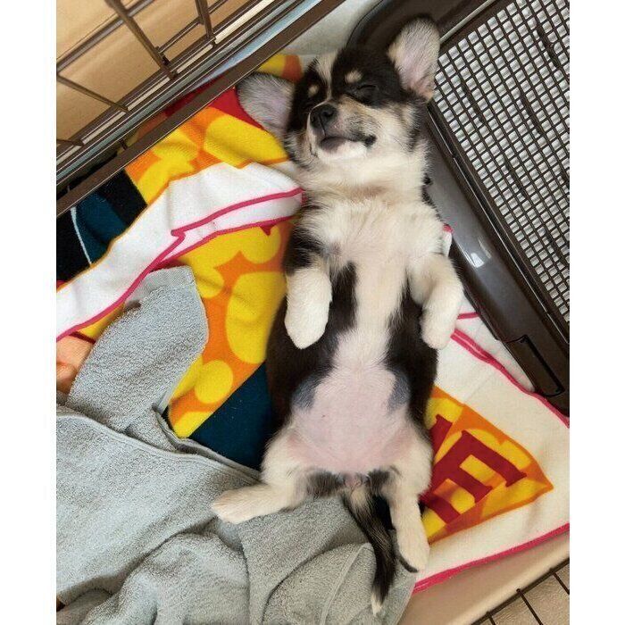 初ヘソ天を披露したサンゴちゃん