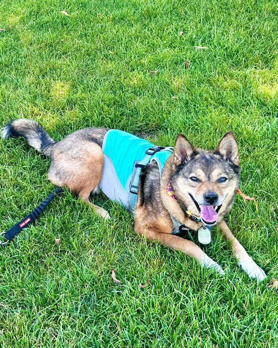 芝生の上でふせている犬