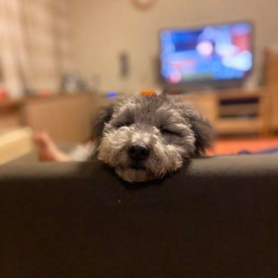 可愛い寝顔