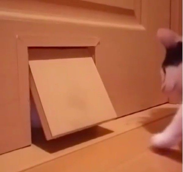 猫ドアから顔を出すワンコ