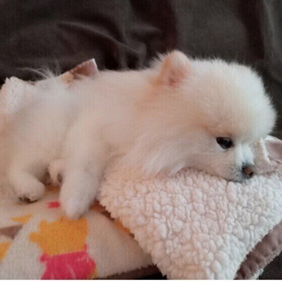 まったりくつろぐポメラニアン