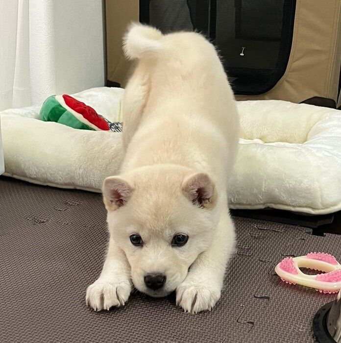 お迎えの翌々日　クレートの外で伸びをするとわくん