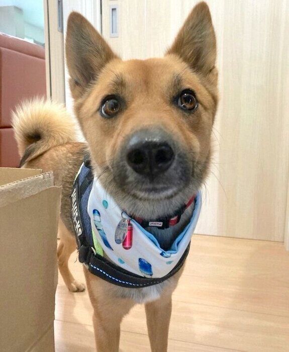 ひんやりバンダナをつけるいのちゃん