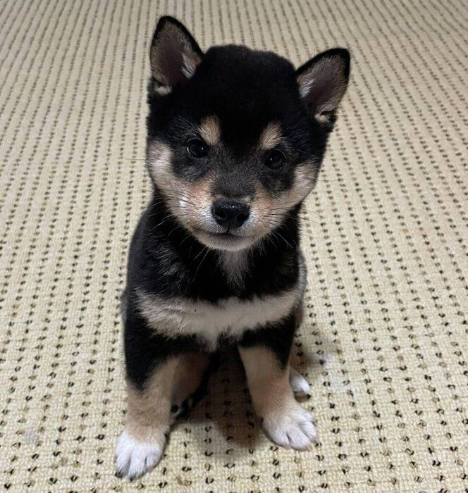 お迎えしたころのこたくん
