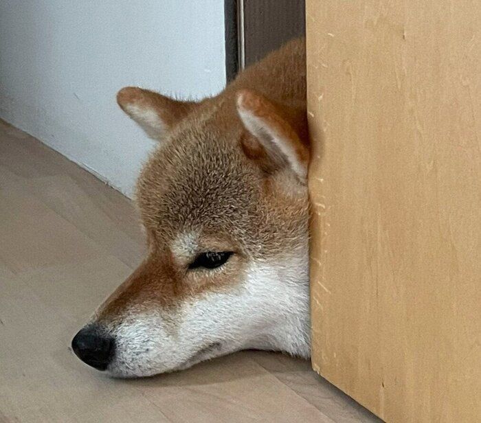 ドアの隙間から顔だけ出すマヤちゃん