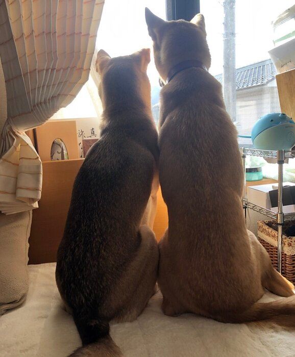 窓の外を眺めるあんこちゃん、もちちゃん。