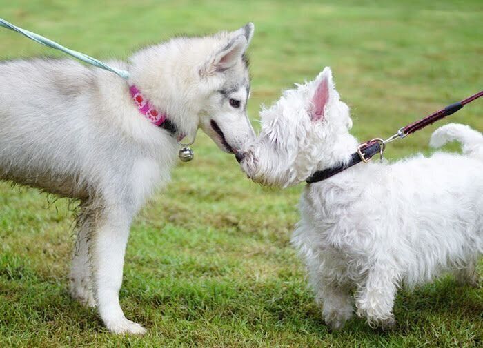 犬同士のふれあい