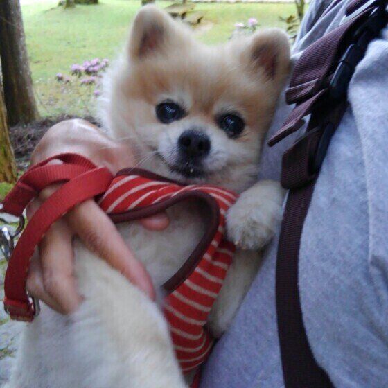 茶や白い犬に白髪が生えるとどうなるの? いぬのきもち