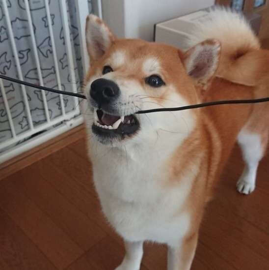 見つめる柴犬