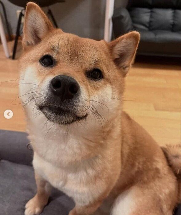 おやつを期待するくま丸くん