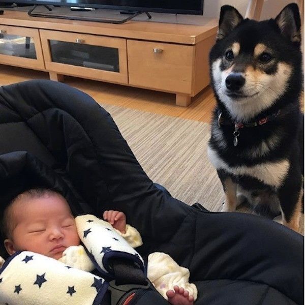 柴犬