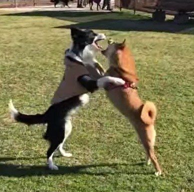 ドッグランで相撲をとる柴犬ゆきちゃん