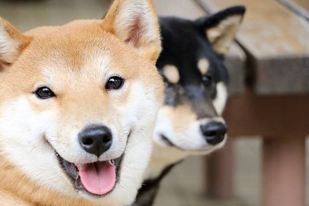 柴犬