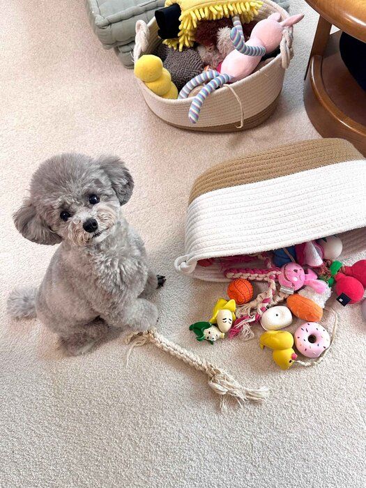 たくさんのおもちゃに囲まれるエマちゃん