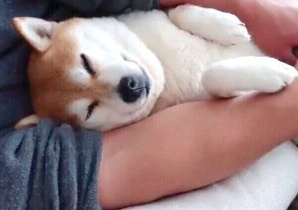 甘えん坊のくるみちゃんに癒されるパパさん