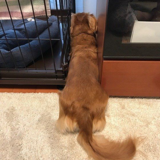 ミニチュア・ダックスフンドのむぎちゃん
