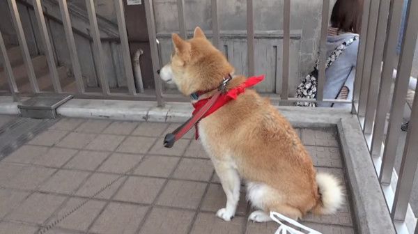 ご主人をお出迎えする柴犬