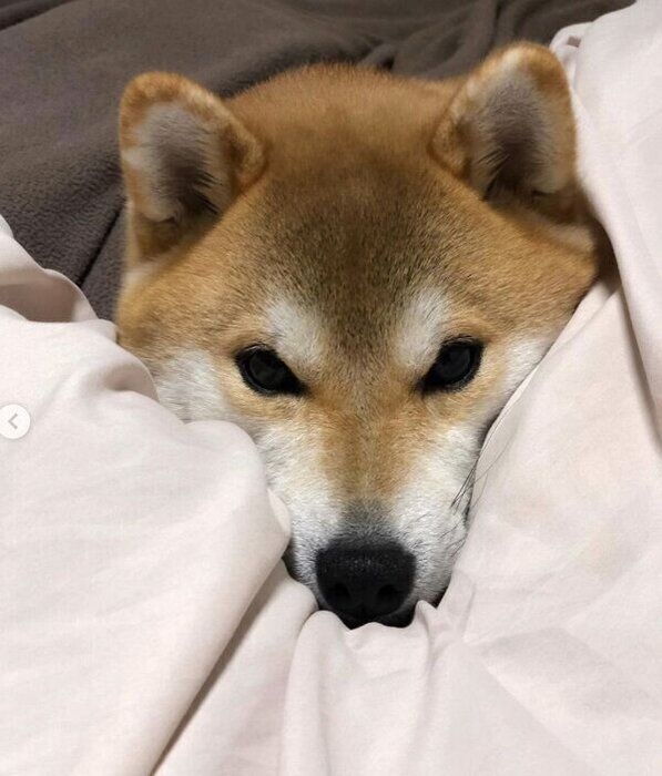 飼い主さんの布団をあたためるラテくん