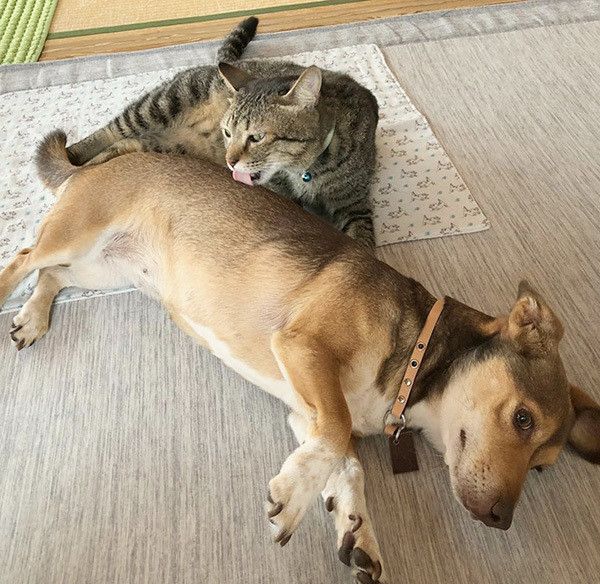 寄り添う犬と猫