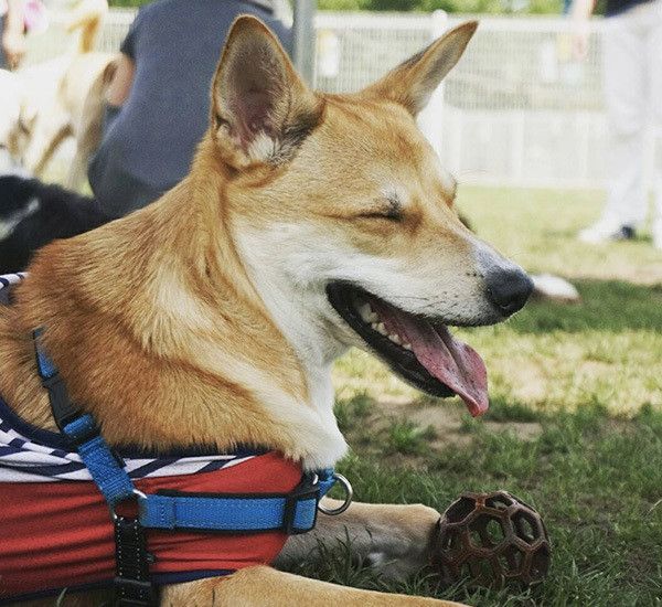 楽しそうな犬