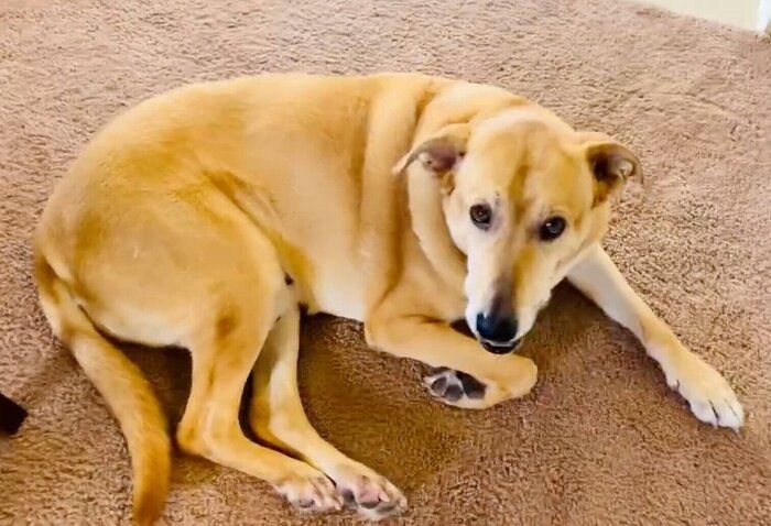 タオルの上でフセをするリンちゃん