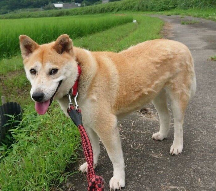 ボランティアをしていた飼い主さんと散歩に出たチョウちゃん