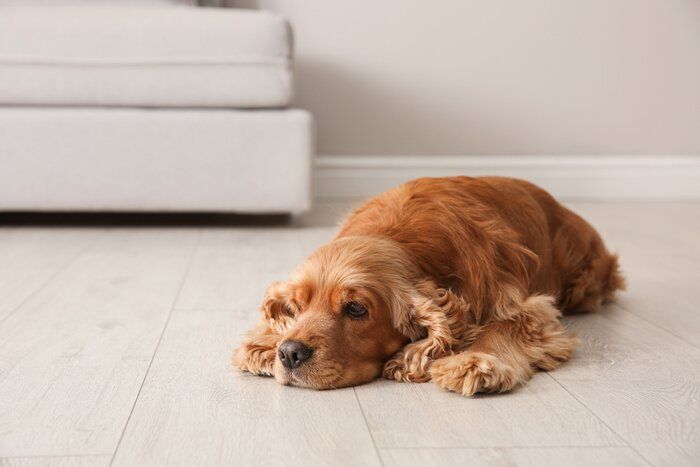 眠たそうな犬