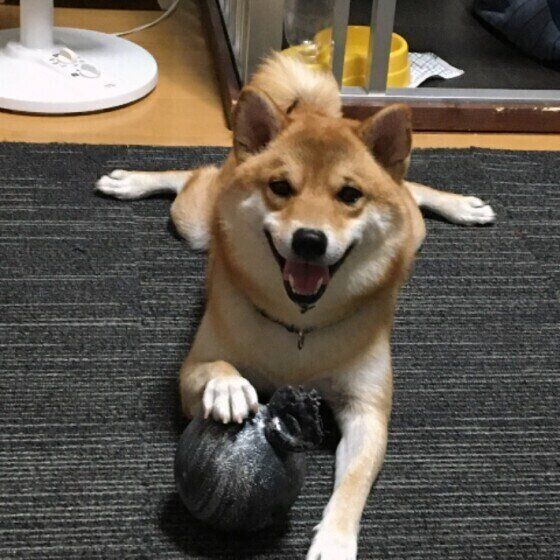 笑顔の柴犬