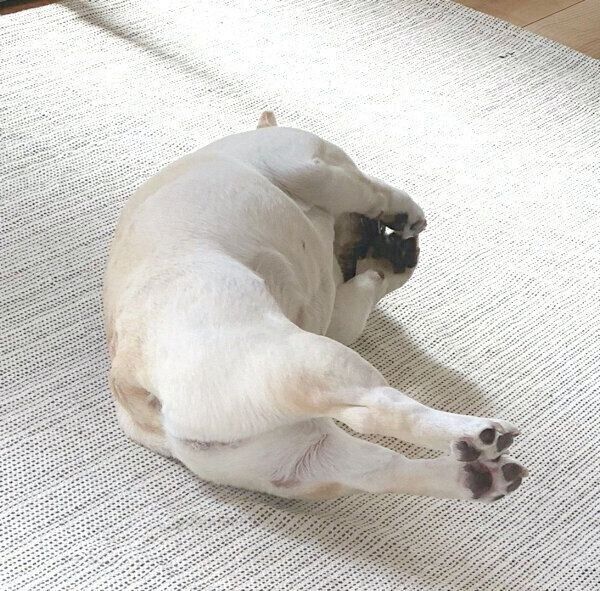 くつろぐひまわりちゃん