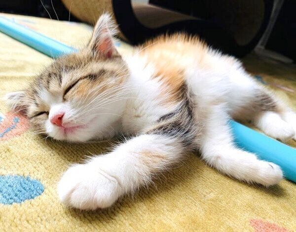 くつろぐチャコちゃん