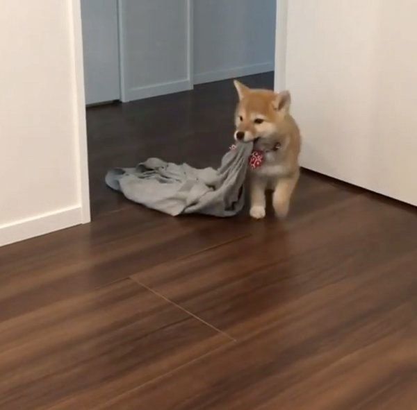 洗濯物を片す柴犬