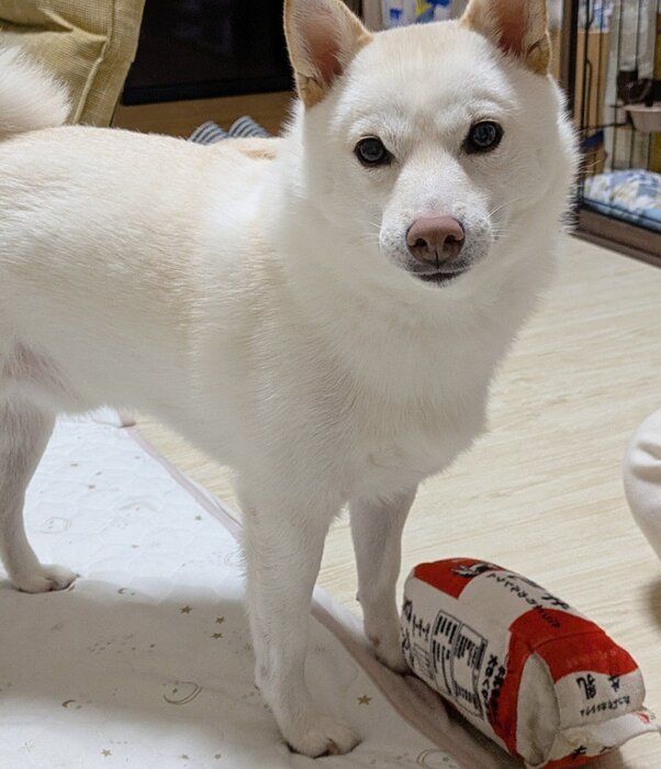 牛乳のおもちゃとまんまるくん