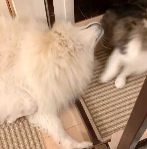 小晴ちゃんから逃げる朝陽くん
