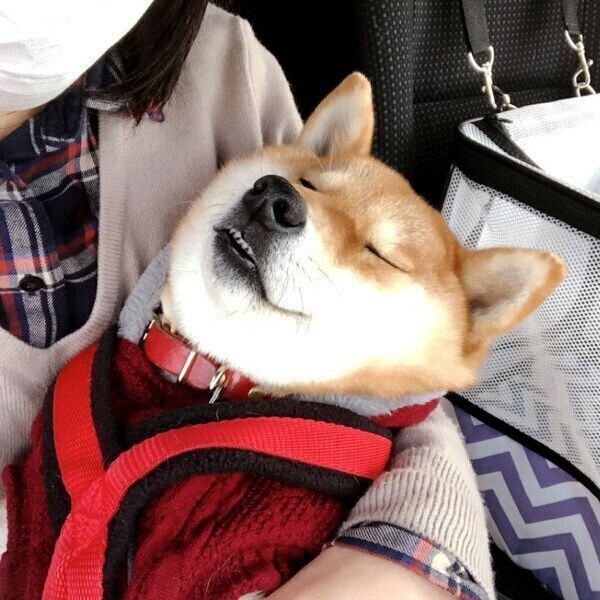 リラックスしている犬 resized_04480952-7c97-4d7f-