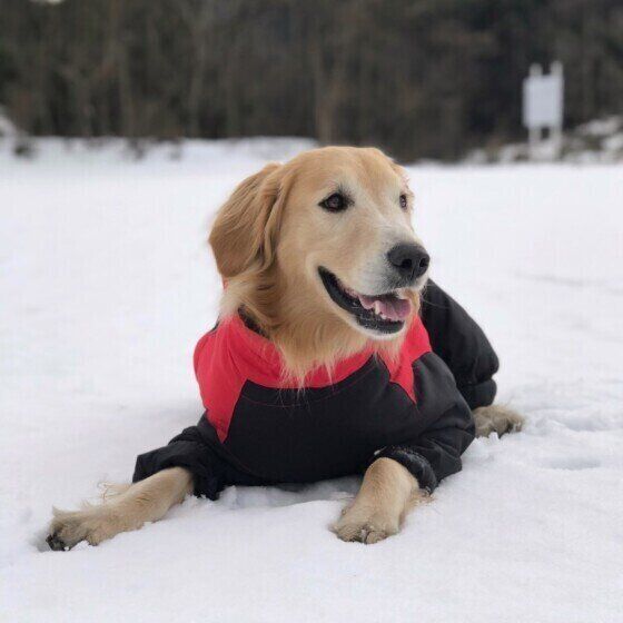 雪遊びをするゴールデン・レトリーバー