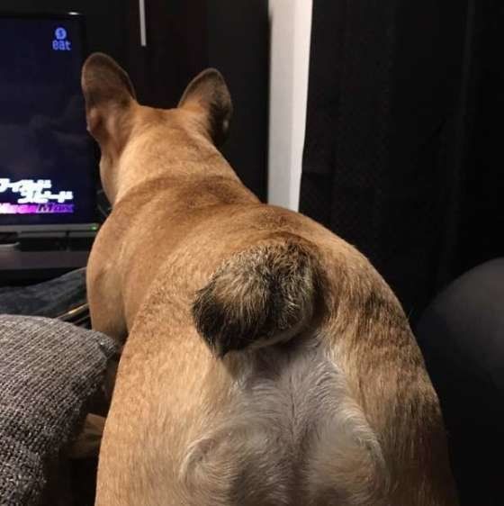 フレンチブルドッグ