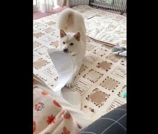 自ら悪行を報告しにきたはるちゃん