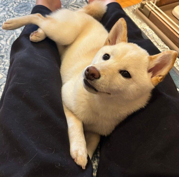まったりするこもちちゃん